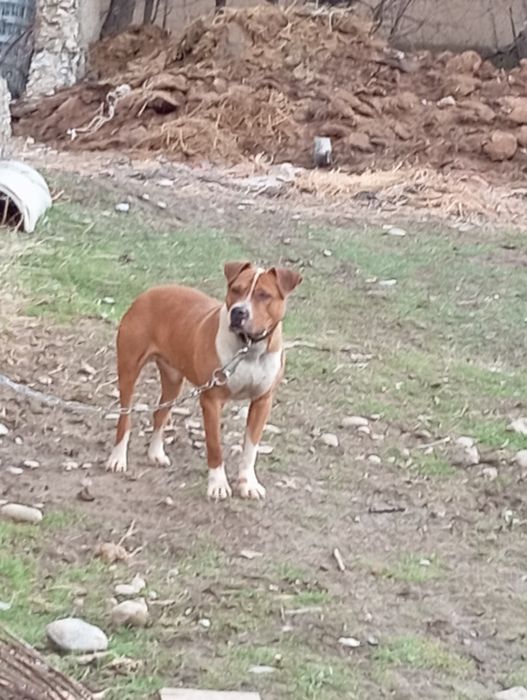 Пит бултер Американский парода