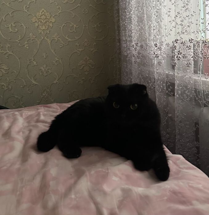 Вислоухая кошка 2 годика