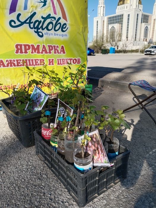 Саженцы винограда