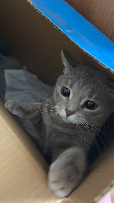 Отдам даром в добрые руки