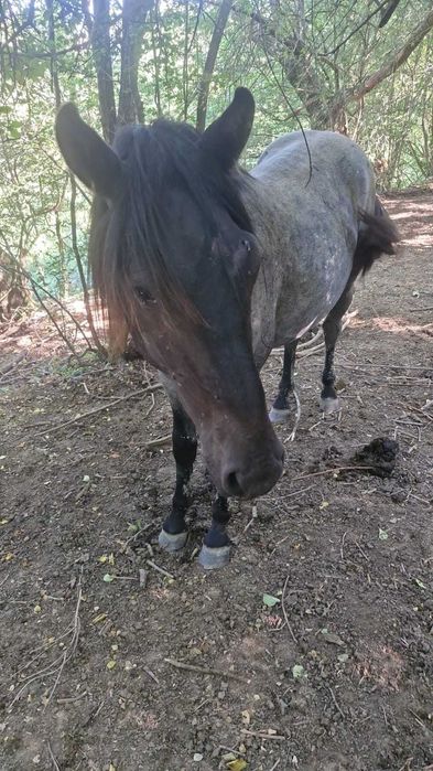 Vând mânz de 1 an si 7 luni