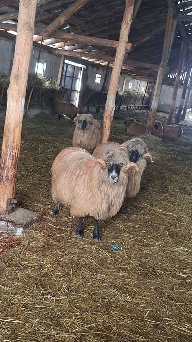 Vând berbeci bucalai