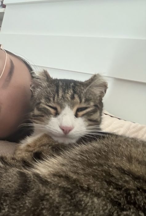 Отдам кота в хорошие руки