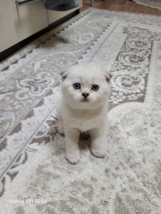 продам шотландский  котёнка