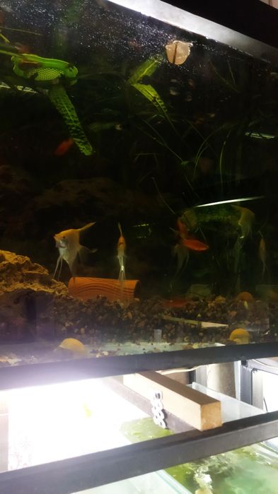 Аквариумные рыбки