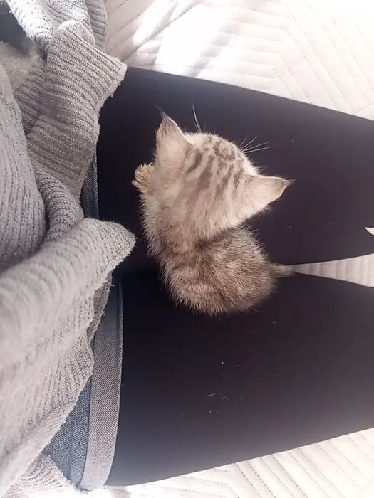 Ищу дом котятам!