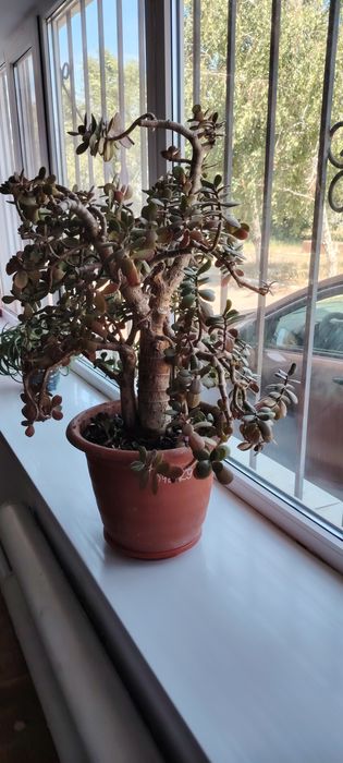 Комнатное Денежное дерево толстянка