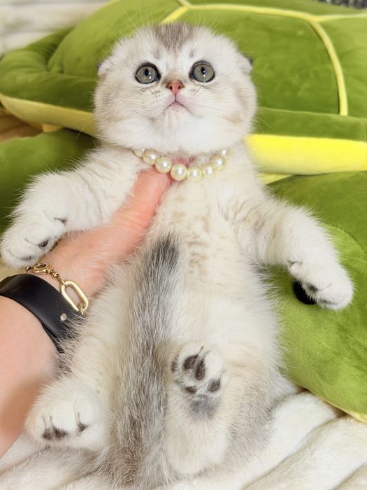 Котята чистокровные