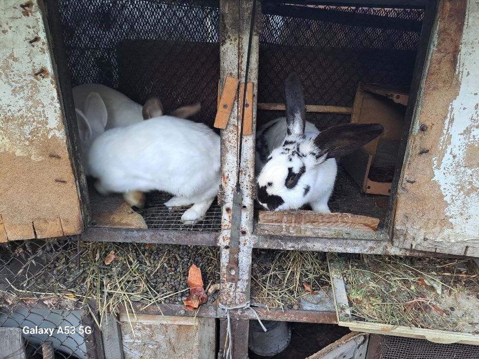 Продам кроликов!