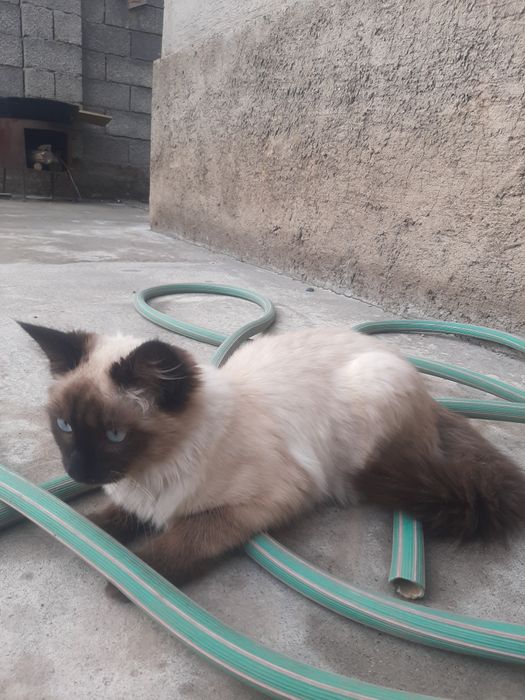 Котёнок 1 год мальчик