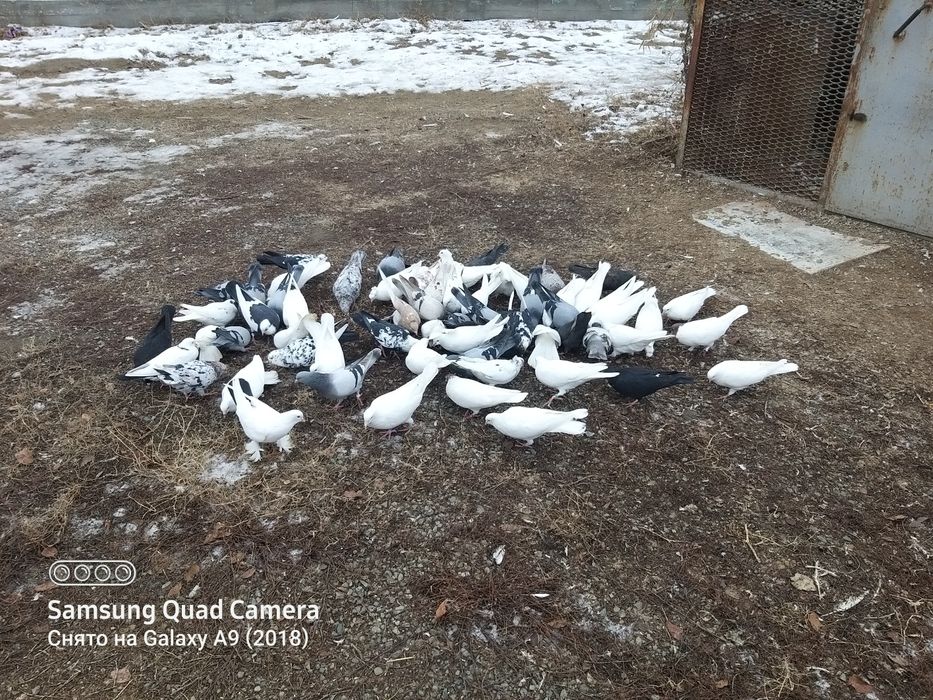 Продам голубей разных мастей