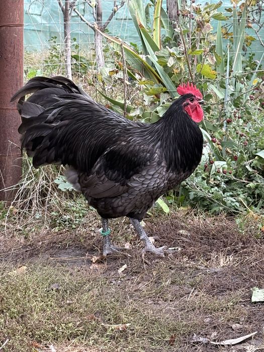 Oua incubat australorp