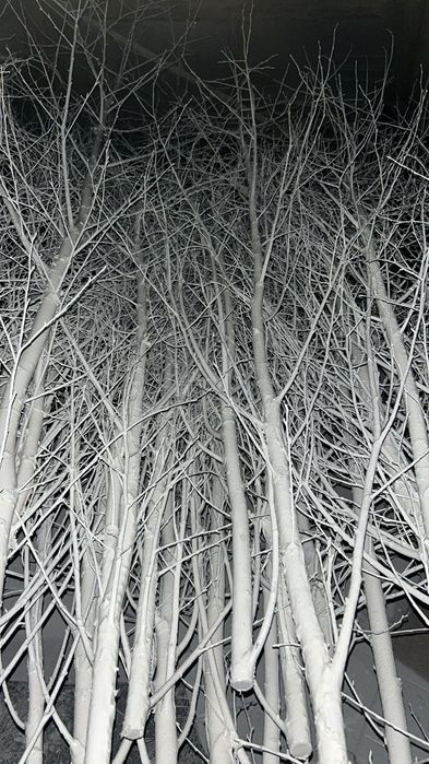 Саженцы, Посадочные материалы