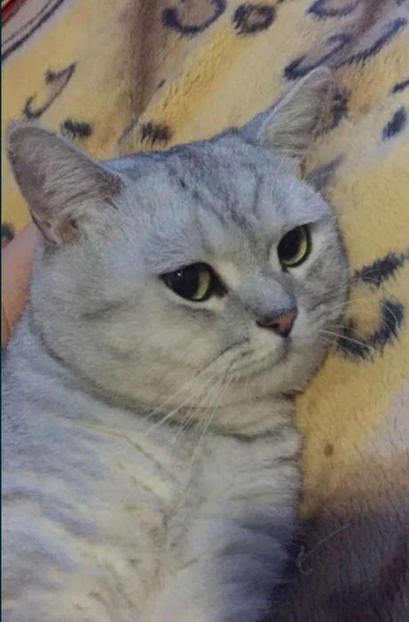 Котёнок Котята Продам