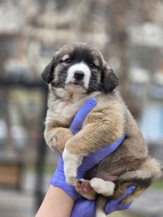 Щенок, девочка, 2 месяца