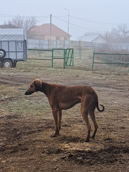 Арлан сатылады тазы
