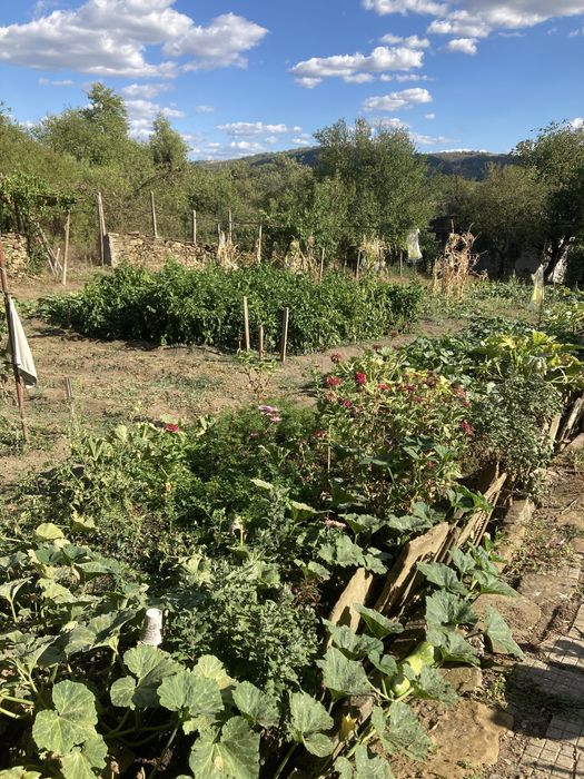 Къща с двор и геран