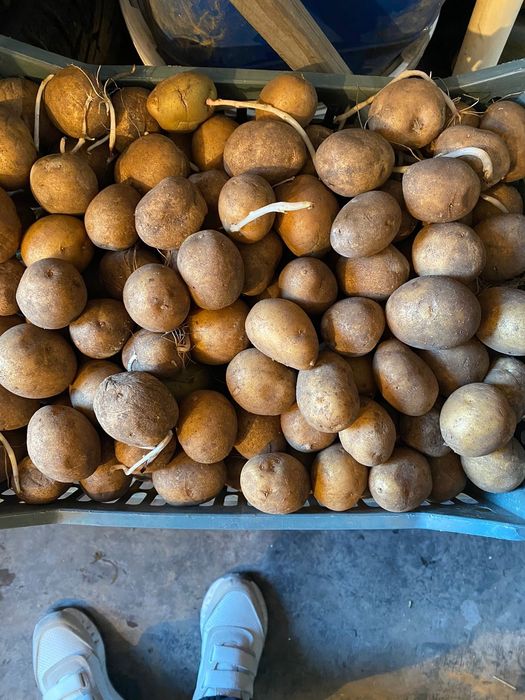 Картофель семенной