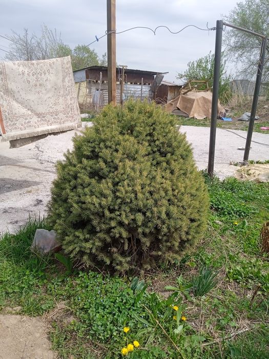 Ёлка Туя сосна красивые