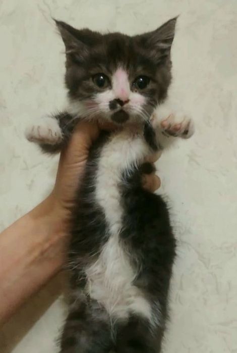 Котенок (девочка) 3 месяца