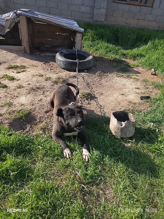 Ит сатылады бурнида тұр