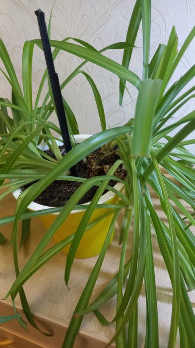 Хлорофитум продам цветок