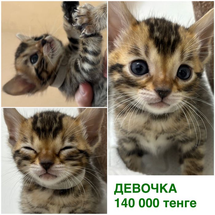 Бенгальские котята