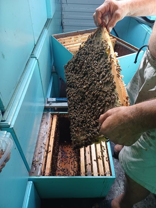 Vand familii de albine