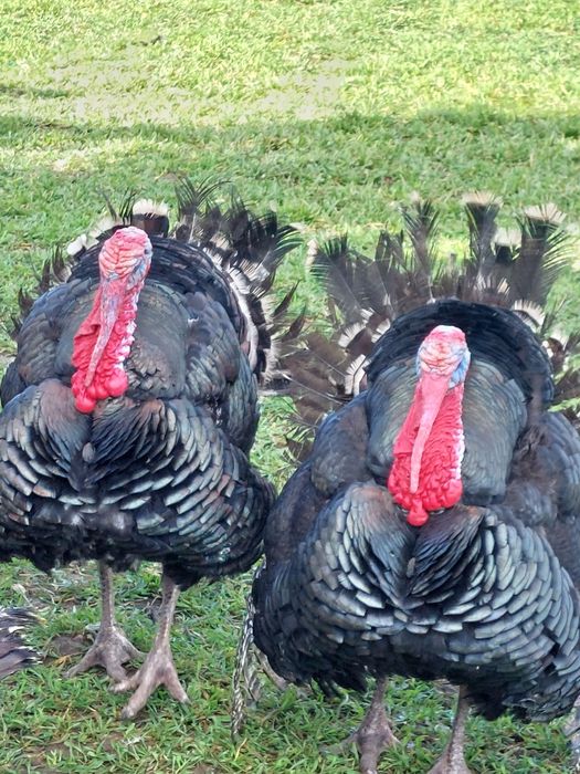 Curci și curcani de vânzare