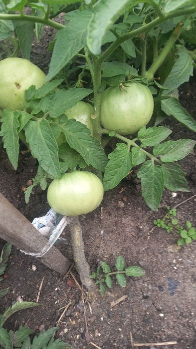 Продам помидоры красные зелёные,