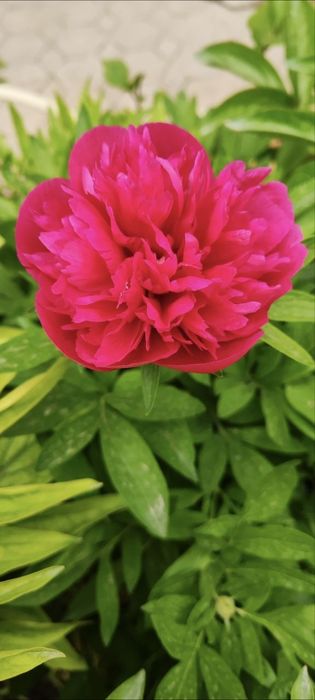 Травянистые пионы