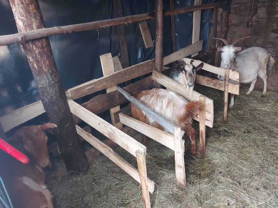 Vând 4 capre cu tap