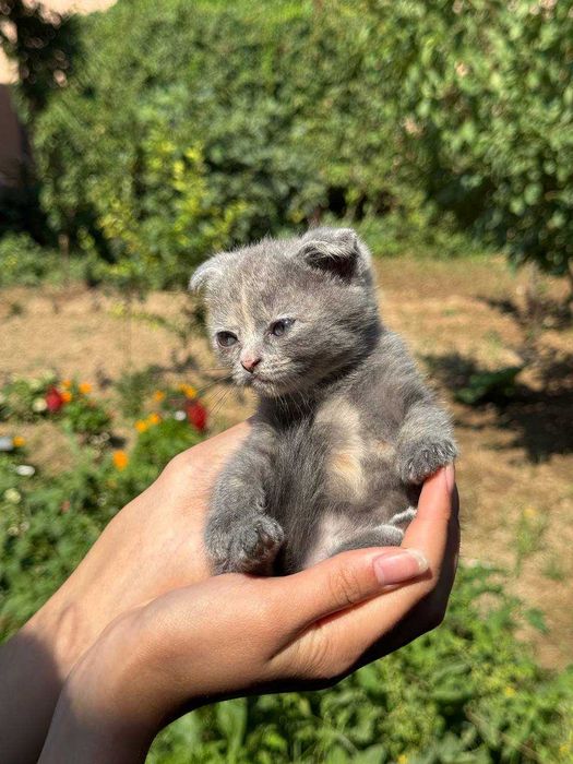Котята скоттиш-фолд\страйт