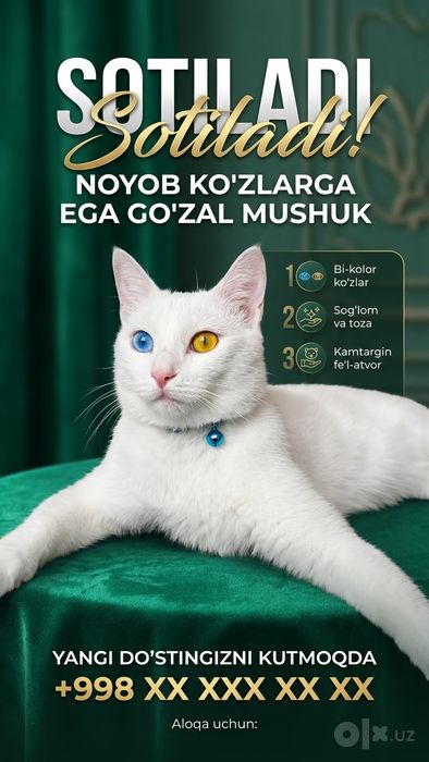 Turetiskiy Angora mushuk