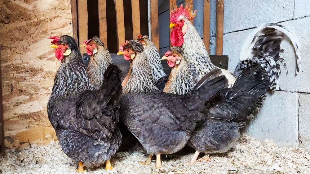 Ouă de incubat rasa Bielefelder / Cream Legbar / Araucana