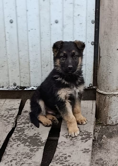 Щенки  немецкой овчарки