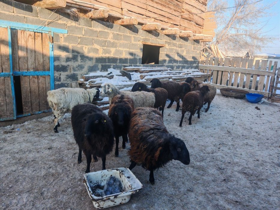 Қой,тоқты, сатамын семіз