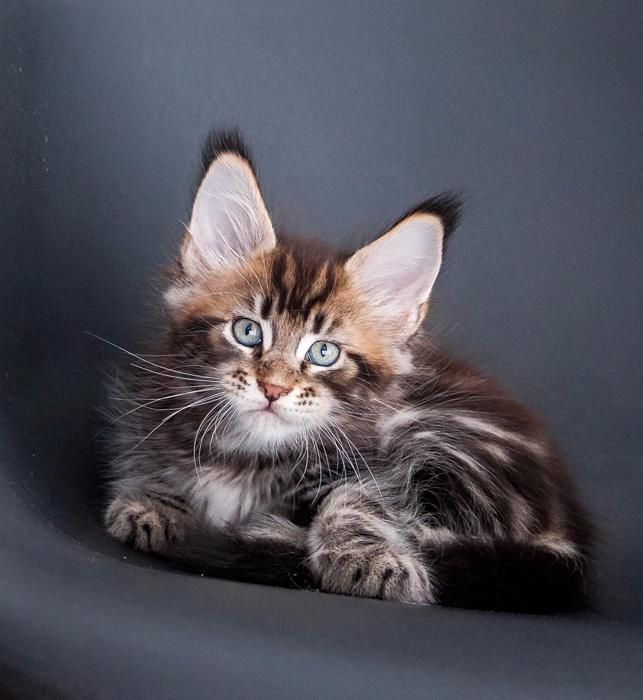 Котята мейн кун из питомника