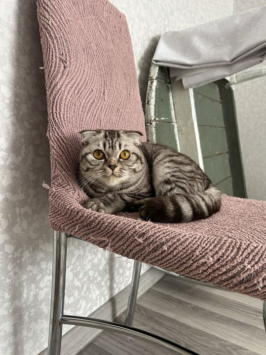 Ищем кота для вязки