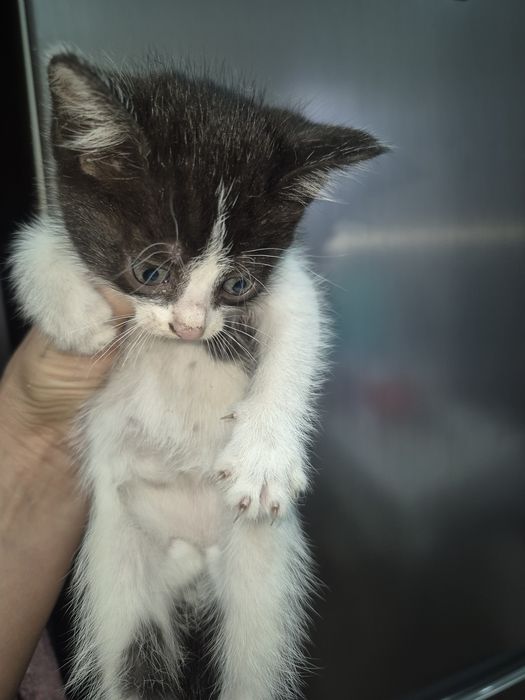 Отдам котят бесплатно