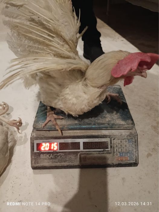 Несушка сатылымда