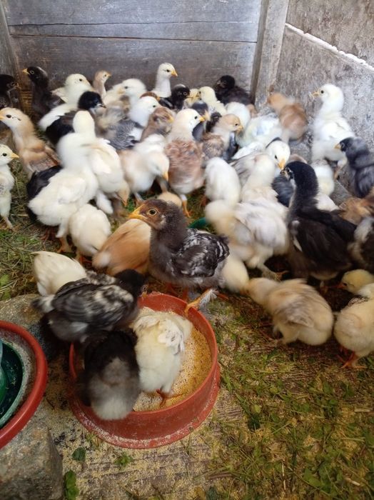 Vand pui de diferite vârste