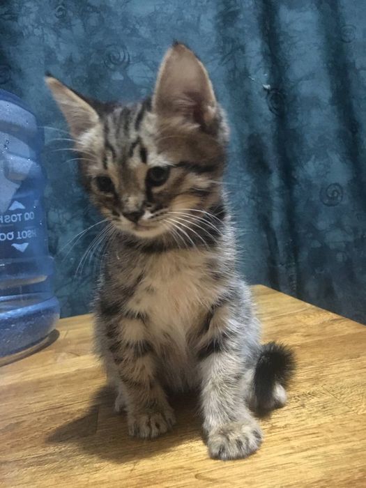 котята 2 мес в хорошие руки