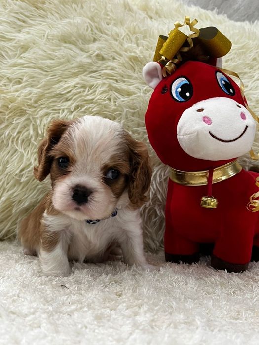 Шикарные щенки кавалер кинг чарльз