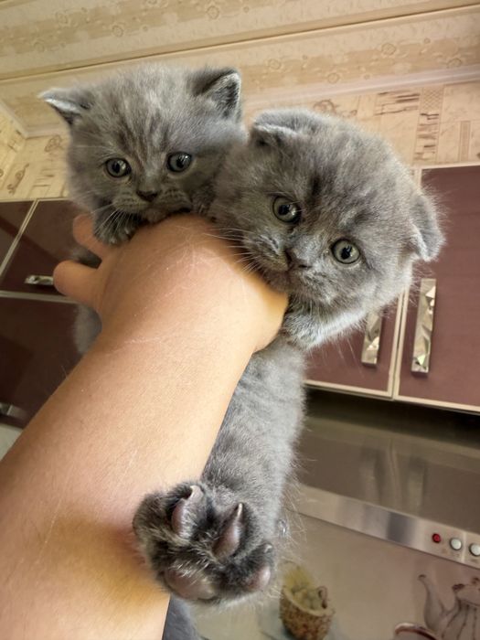 Mushuncha Koshka Tozza Qon Zottor