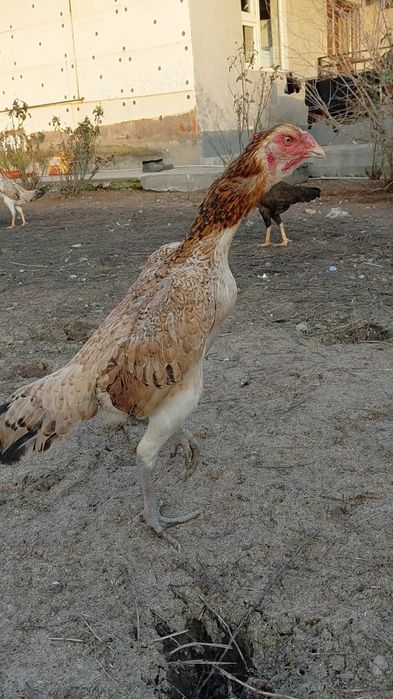 Дакан Мекен на продаже