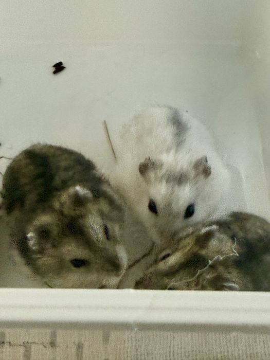 Donez Hamsteri Siberieni