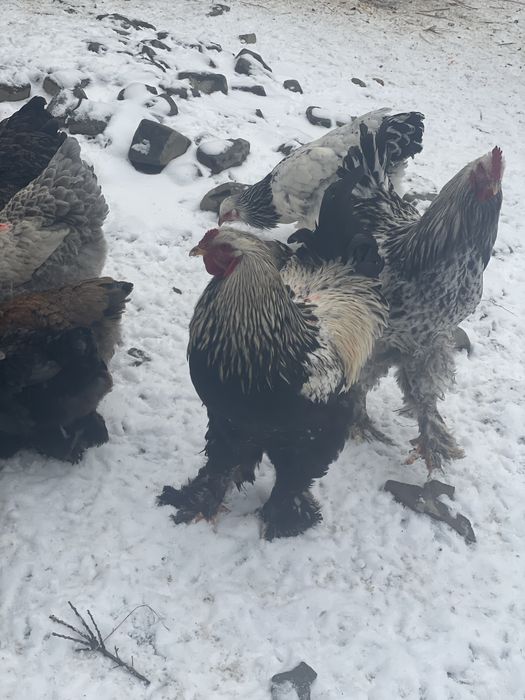 Vand oua pentru incuncubat !Rasa Brahma si Australop