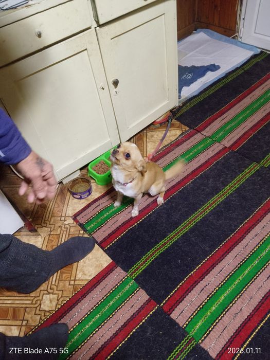 Продавам мини мъжко Чихуахуа