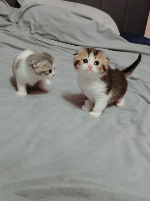 Котята Бикалорные Элитные